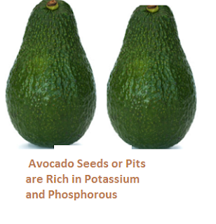 Avocado Seeds or Pits are Rich in Potassium and Phosphorous Avocado Seeds or Pits are Rich in Potassium and Phosphorous