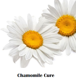 How to use chamomile as a home remedy for common cold How to use chamomile as a home remedy for common cold
