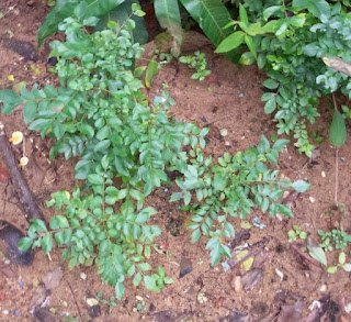 Curry Leaves (Kadi Patta) Good for Eyesight Curry Leaves (Kadi Patta) Good for Eyesight