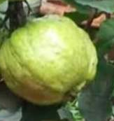 Guava fruit - UV Protection
