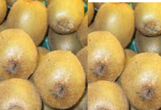 Kiwi Fruit Treat Skin diseases Kiwi Fruit Treat Skin diseases