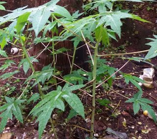 Papaya Leaf Juice for Anti - Malarial Properties Papaya Leaf Juice for Anti - Malarial Properties