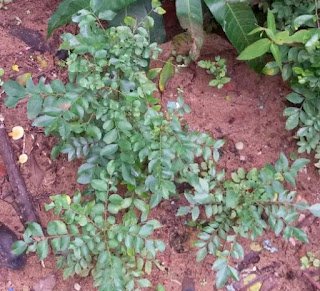 Skin Benefits Of Curry Leaves Skin Benefits Of Curry Leaves