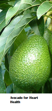 Amazing health benefits of Avocado Butter Fruit Makhanphal - Avocado for Heart Health Amazing health benefits of Avocado Butter Fruit Makhanphal - Avocado for Heart Health