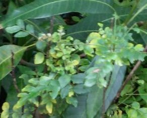 Curry Leaves (Kadi Patta) - Premature Hair Graying Curry Leaves (Kadi Patta) - Premature Hair Graying