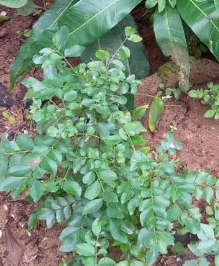 Curry Leaves (Kadi Patta) Can reduce the side effects of chemotherapy Curry Leaves (Kadi Patta) Can reduce the side effects of chemotherapy