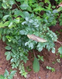 Curry Leaves (Kadi Patta) Helps with digestion Curry Leaves (Kadi Patta) Helps with digestion