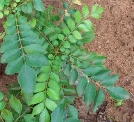 Curry Leaves (Kadi Patta) Maintains your blood sugar levels Curry Leaves (Kadi Patta) Maintains your blood sugar levels