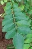 Curry Leaves (Kadi Patta) Promotes Hair Growth Curry Leaves (Kadi Patta) Promotes Hair Growth