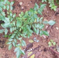 Curry Leaves (Kadi Patta) Reduces congestion in the chest and nose Curry Leaves (Kadi Patta) Reduces congestion in the chest and nose