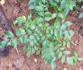 Curry Leaves (Kadi Patta) Relieves the symptoms of diarrhoea Curry Leaves (Kadi Patta) Relieves the symptoms of diarrhoea