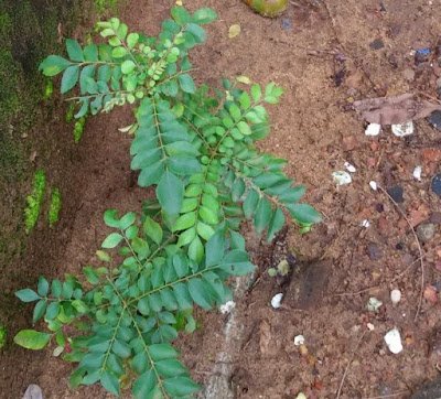 Method Of Preparation Curry Leaves (Kadi patta) Chutney Method Of Preparation Curry Leaves (Kadi patta) Chutney