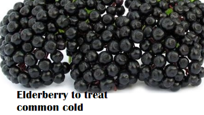 Elderberry to treat common cold and sore throat Elderberry to treat common cold and sore throat