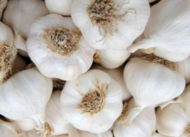 Garlic (lasun) Cures Ear Infection Garlic (lasun) Cures Ear Infection