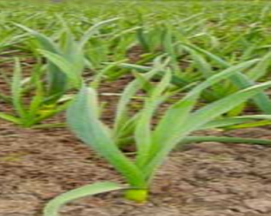 Garlic (lasun) Manages Diabetes Garlic (lasun) Manages Diabetes