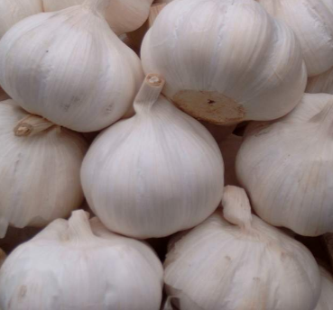 Garlic (lasun) Prevents multiple types of Cancer Garlic (lasun) Prevents multiple types of Cancer