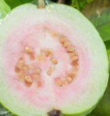Guava fruit - Cancer