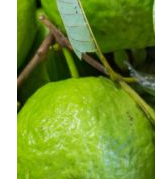 Guava fruit - Nervous Relaxant