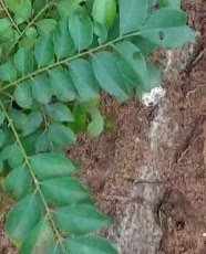 urry Leaves (Kadi Patta) Helps keep anaemia at bay urry Leaves (Kadi Patta) Helps keep anaemia at bay