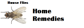 Home Remedies to Get Rid of Flies Naturally
