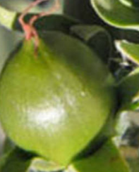 Jojoba Oil Home Remedies for Itchy Scalp Jojoba Oil Home Remedies for Itchy Scalp