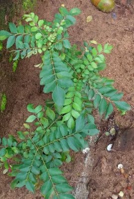 Nutritional Content Of Curry Leaves (Kadi Patta Nutritional Content Of Curry Leaves (Kadi Patta