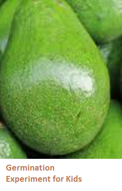 Uses and Benefits of Avocado Seeds or Pits Uses and Benefits of Avocado Seeds or Pits