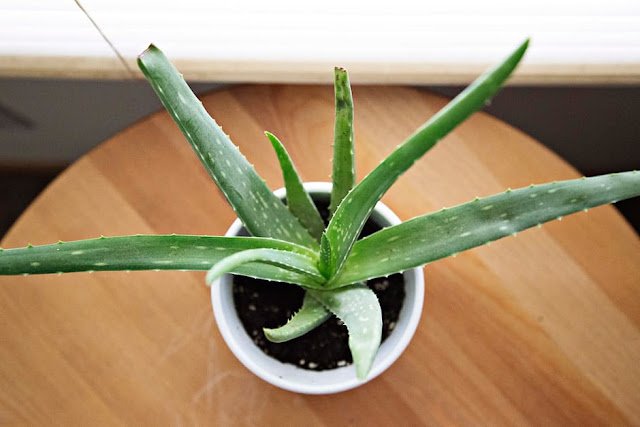 Aloe Vera (Ghritkumari) Boosts Immune System Aloe Vera (Ghritkumari) Boosts Immune System