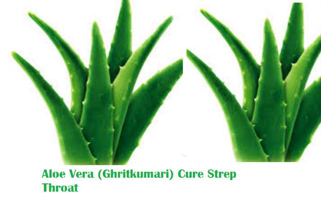 Aloe Vera (Ghritkumari) Cure Strep Throat Aloe Vera (Ghritkumari) Cure Strep Throat