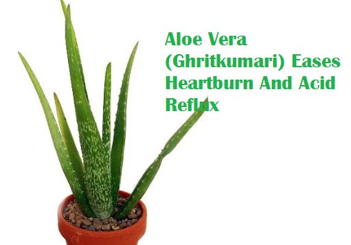 Aloe Vera (Ghritkumari) Eases Heartburn And Acid Reflux Aloe Vera (Ghritkumari) Eases Heartburn And Acid Reflux