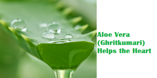 Aloe Vera (Ghritkumari) Helps the Heart Aloe Vera (Ghritkumari) Helps the Heart