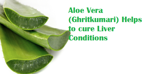 Aloe Vera (Ghritkumari) Helps to cure Liver Conditions Aloe Vera (Ghritkumari) Helps to cure Liver Conditions