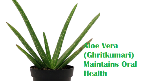 Aloe Vera (Ghritkumari) Maintains Oral Health Aloe Vera (Ghritkumari) Maintains Oral Health
