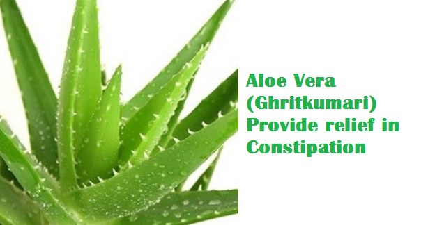 Aloe Vera (Ghritkumari) Provide relief in Constipation Aloe Vera (Ghritkumari) Provide relief in Constipation
