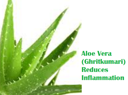 Aloe Vera (Ghritkumari) Reduces Inflammation Aloe Vera (Ghritkumari) Reduces Inflammation