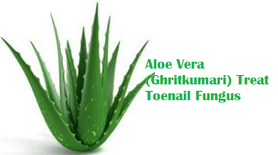 Aloe Vera (Ghritkumari) Treat Toenail Fungus Aloe Vera (Ghritkumari) Treat Toenail Fungus
