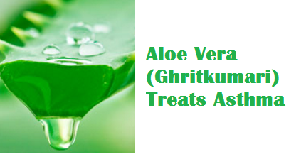 Aloe Vera (Ghritkumari) Treats Asthma Aloe Vera (Ghritkumari) Treats Asthma