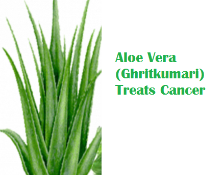 Aloe Vera (Ghritkumari) Treats Cancer Aloe Vera (Ghritkumari) Treats Cancer