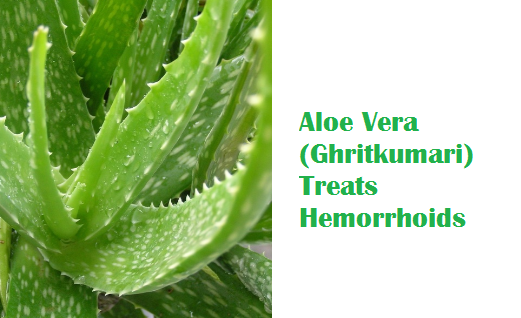 Aloe Vera (Ghritkumari) Treats Hemorrhoids Aloe Vera (Ghritkumari) Treats Hemorrhoids