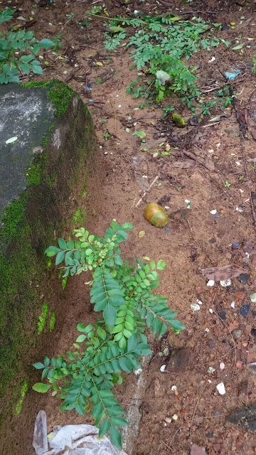Benefits Of Curry Leaves (Kadi Patta) for Health, Hair and Skin Benefits Of Curry Leaves (Kadi Patta) for Health, Hair and Skin