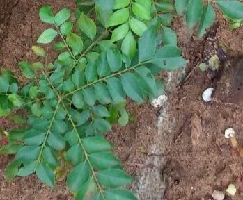 Benefits Of Curry Leaves for Health, Hair and Skin Benefits Of Curry Leaves for Health, Hair and Skin