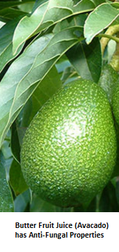Butter Fruit Juice (Avocado) has Anti-Fungal Properties Butter Fruit Juice (Avocado) has Anti-Fungal Properties