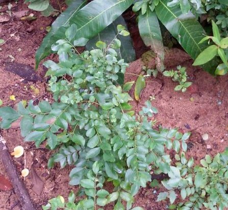 Curry Leaves (Kadi Patta) - Stops Hair Loss Curry Leaves (Kadi Patta) - Stops Hair Loss