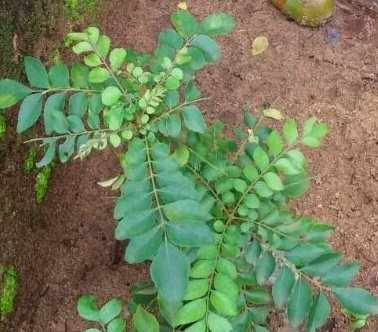 Curry Leaves (Kadi Patta) - Strengthen the Hair Shafts Curry Leaves (Kadi Patta) - Strengthen the Hair Shafts