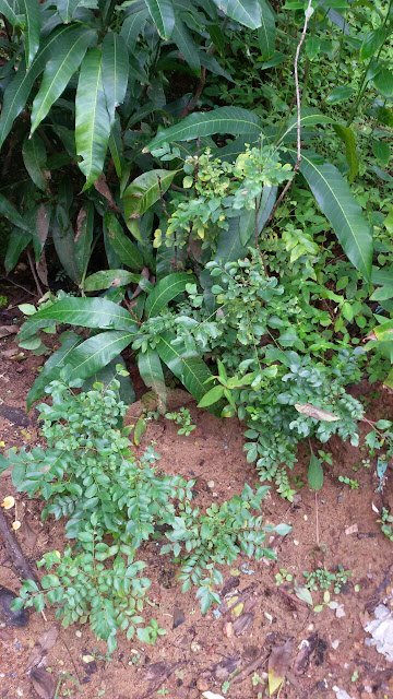 Curry Leaves (Kadi Patta) Protects you from heart disease Curry Leaves (Kadi Patta) Protects you from heart disease
