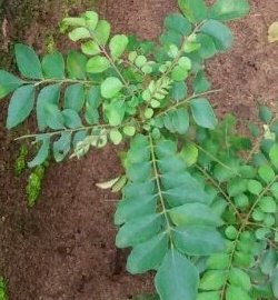 Curry Leaves (Kadi Patta) Protects your liver from damage Curry Leaves (Kadi Patta) Protects your liver from damage