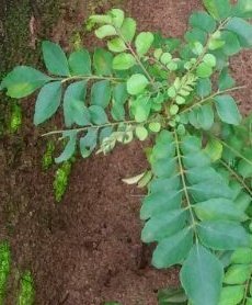 Curry Leaves (Kadi Patta) Rejuvenate the Damaged Hair Follicles Curry Leaves (Kadi Patta) Rejuvenate the Damaged Hair Follicles