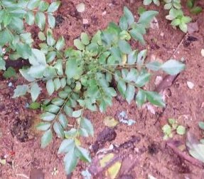 Curry Leaves (Kadi Patta) for Stronger Hair Curry Leaves (Kadi Patta) for Stronger Hair