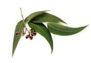 Eucalyptus Oil a Home Remedies to stay away from lice Eucalyptus Oil a Home Remedies to stay away from lice