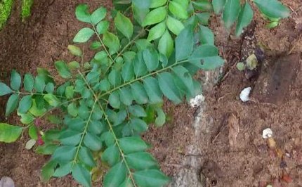 How To Prepare Healthy And Nutritious Curry Leaves Chutney How To Prepare Healthy And Nutritious Curry Leaves Chutney